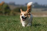 CORGI PEMBROKE 1132